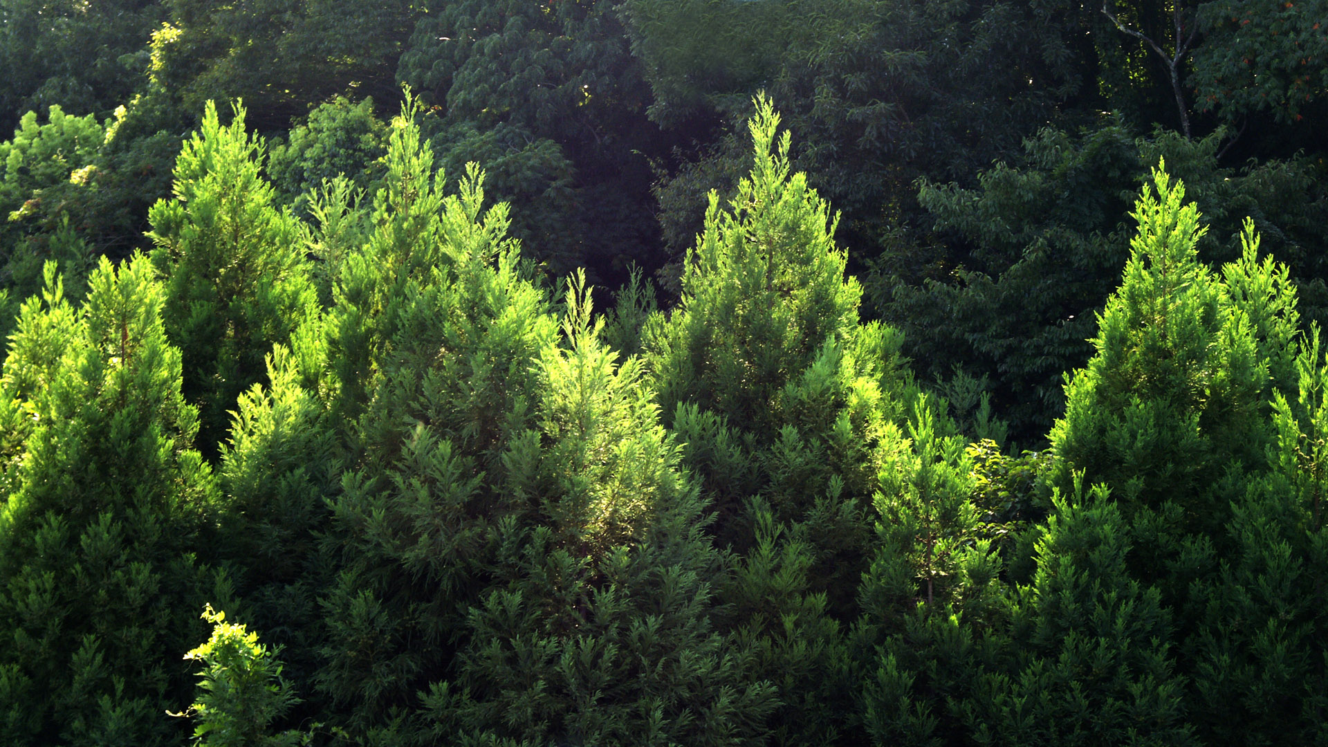 輝く木々 ワイド画面専用の壁紙写真